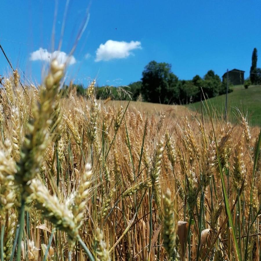 Az. Agr. Agriturismo Nonna Nella Villa Guiglia Dış mekan fotoğraf